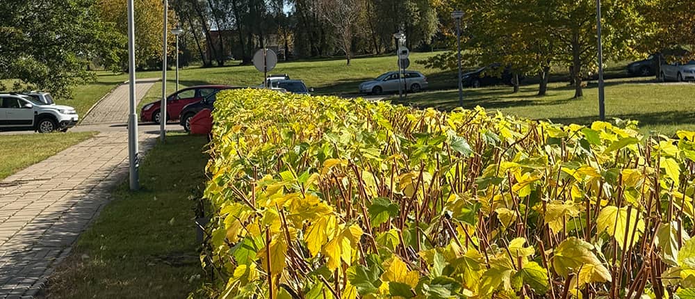 Gyvatvorės karpymas ir fornavimas - medis senolis