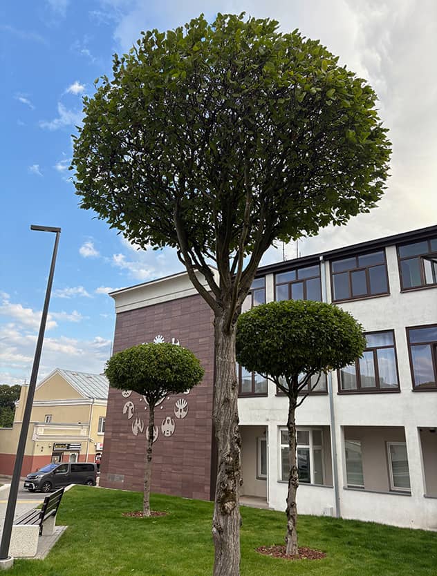 Medelio formavimas - medis senolis