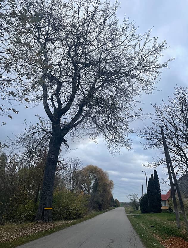 Medis pjovimui prie kelio