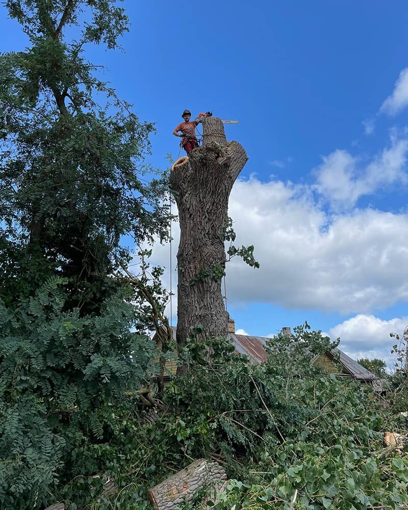 Nuo ko priklauso medžio pjovimo kaina