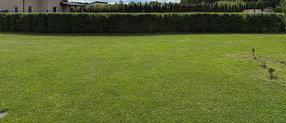 Nupjauta žolė - medis senolis