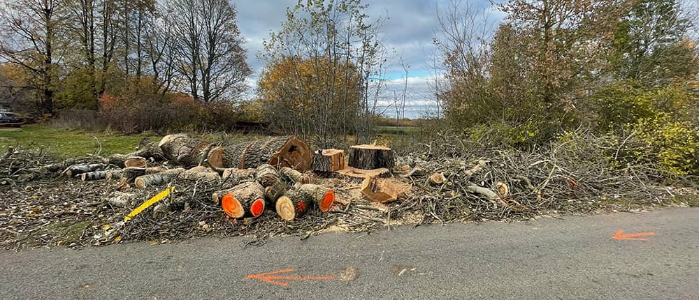 Nupjautas medis supjautas kaladėmis
