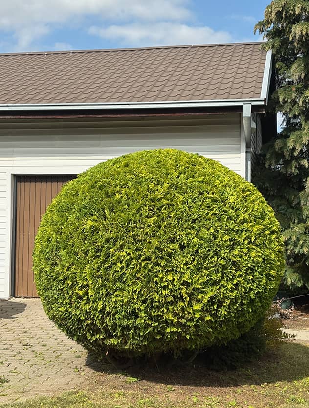 Tujos formavimas - medis senolis