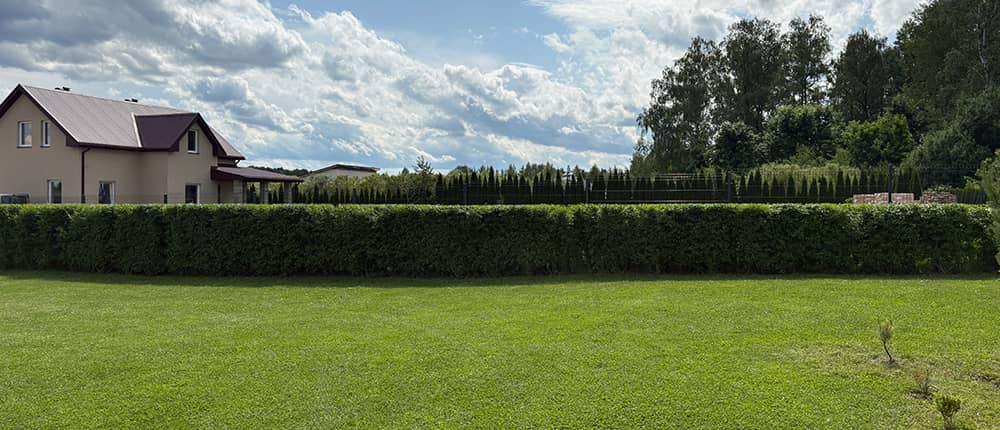 Tujų gyvatvorė apkirpta tiesiai