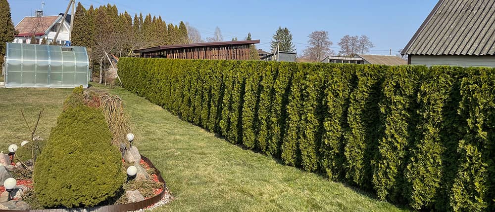 Tuju kirpimas sode - medis senolis