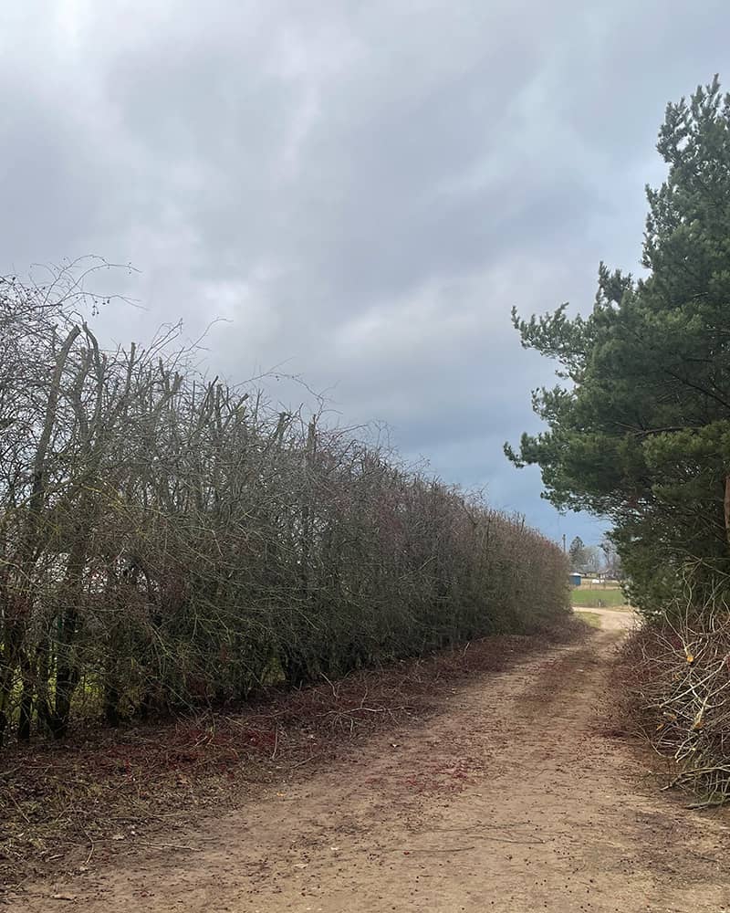 nuo ko priklauso gyvatvorės genėjimo kaina