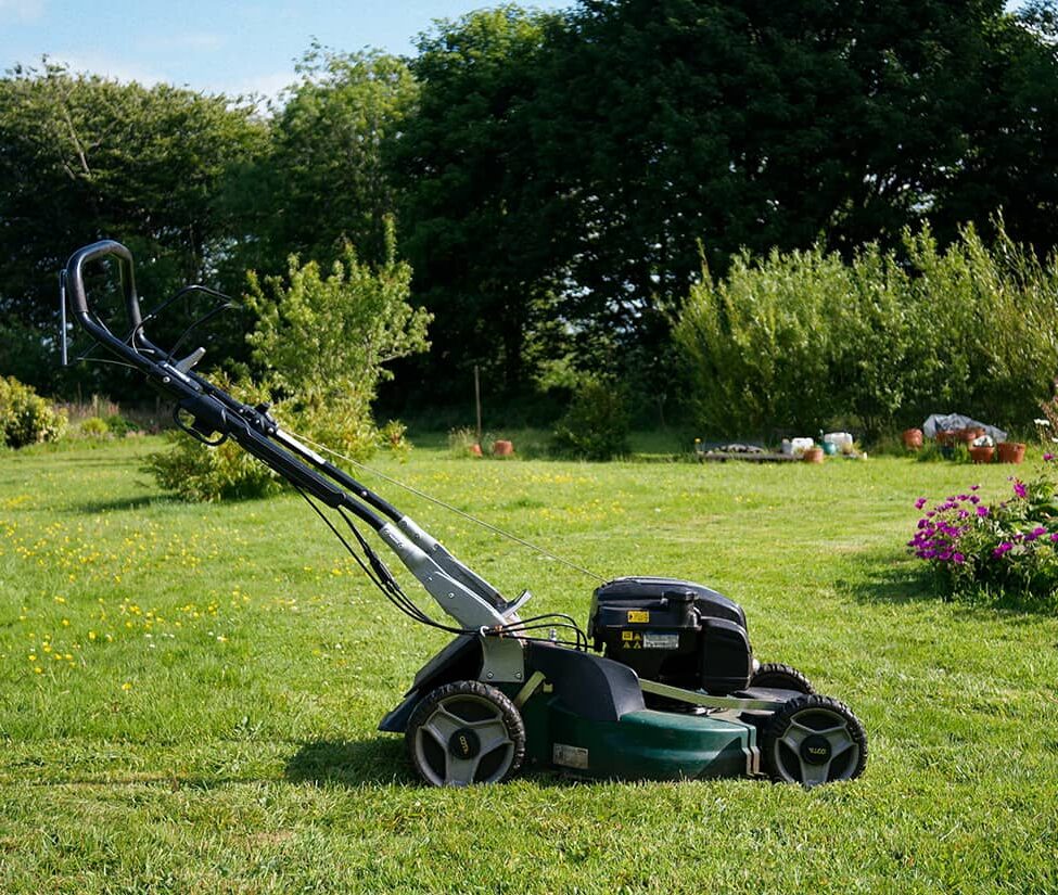 žolės pjovimas - medis senolis